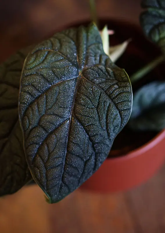 Alocasia Melo