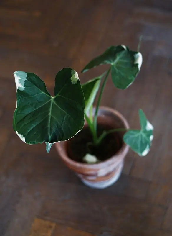 Alocasia Mickey Mouse / Xanthosoma variegata (Zachran ma)