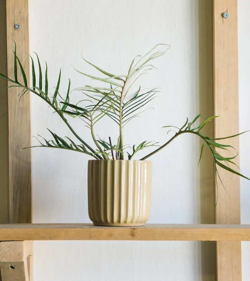 Philodendron polypodioides Tortum