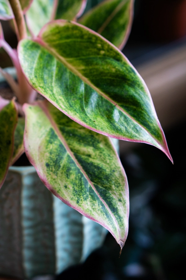 Aglaonema Salmon fantasy