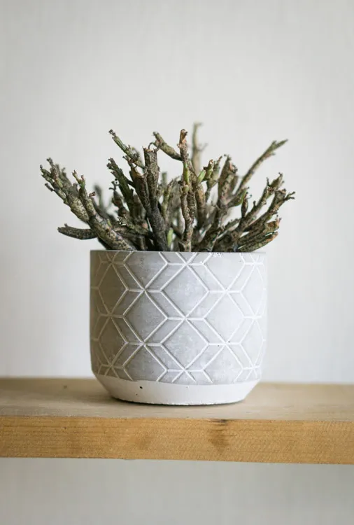 Euphorbia platyclada (Dead Plant)