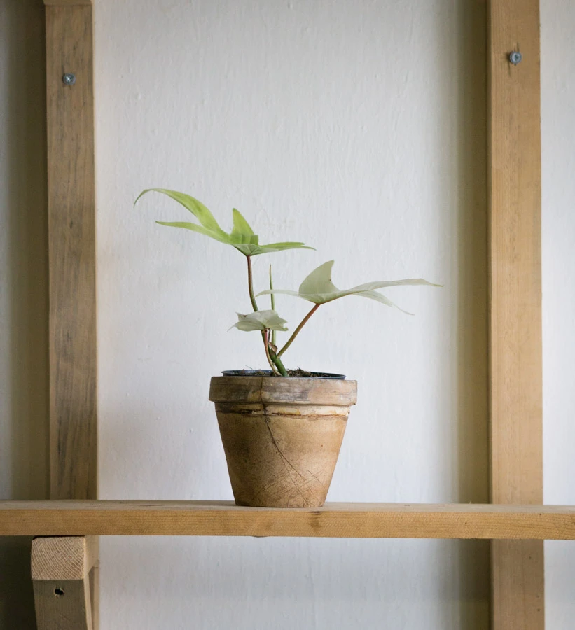 Philodendron Florida Ghost