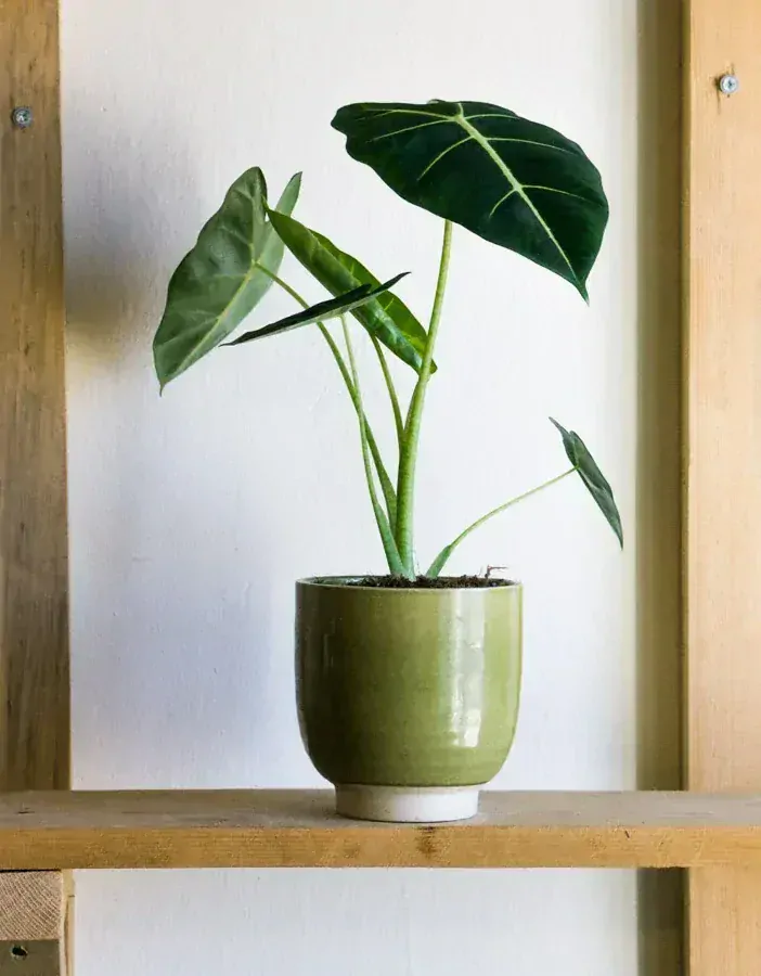 Alocasia Micholitziana Frydek