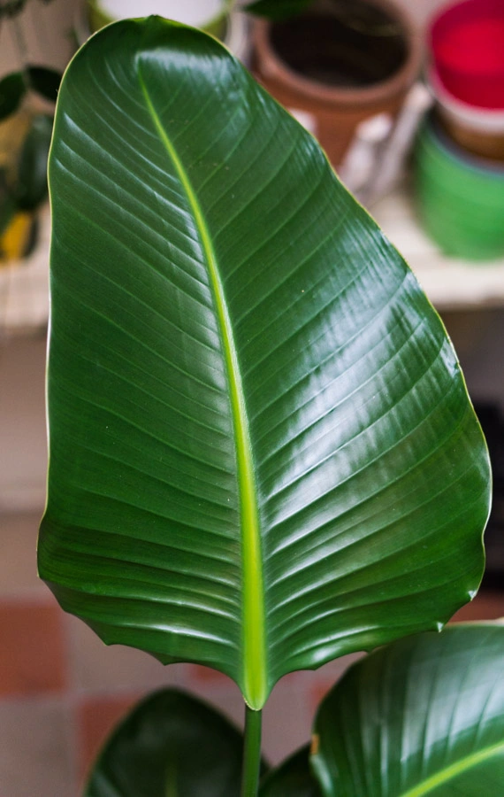 Strelitzia Nicolai (Len osobne) 120cm