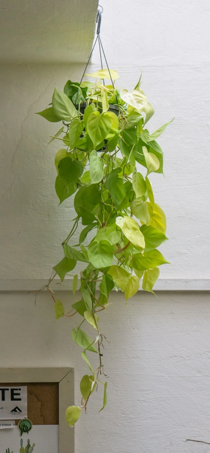 Philodendron Micans Lemon lime XXL