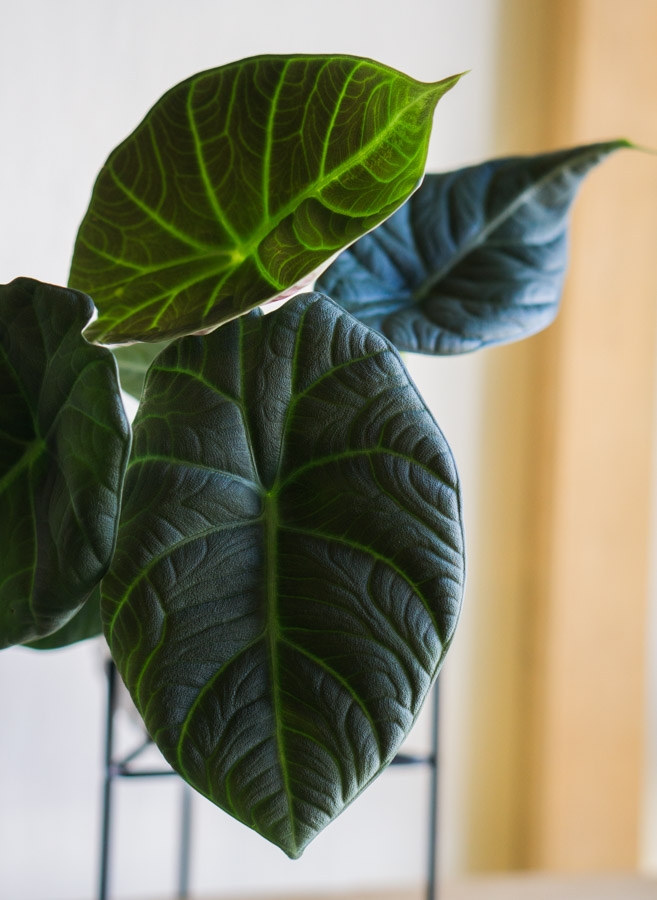 Alocasia Maharani SPECIAL