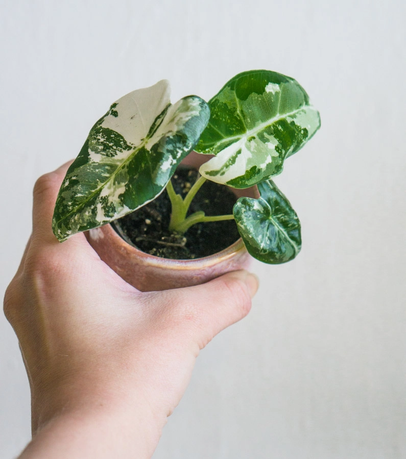 Baby Alocasia Micholitziana Frydek (Zachran ma) variegata (silna fullmoon variegacia)