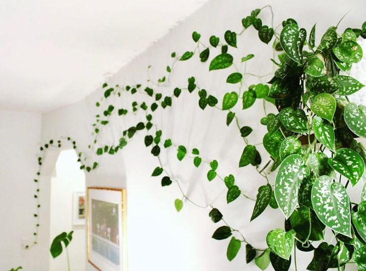 Hacik na tahave rastliny