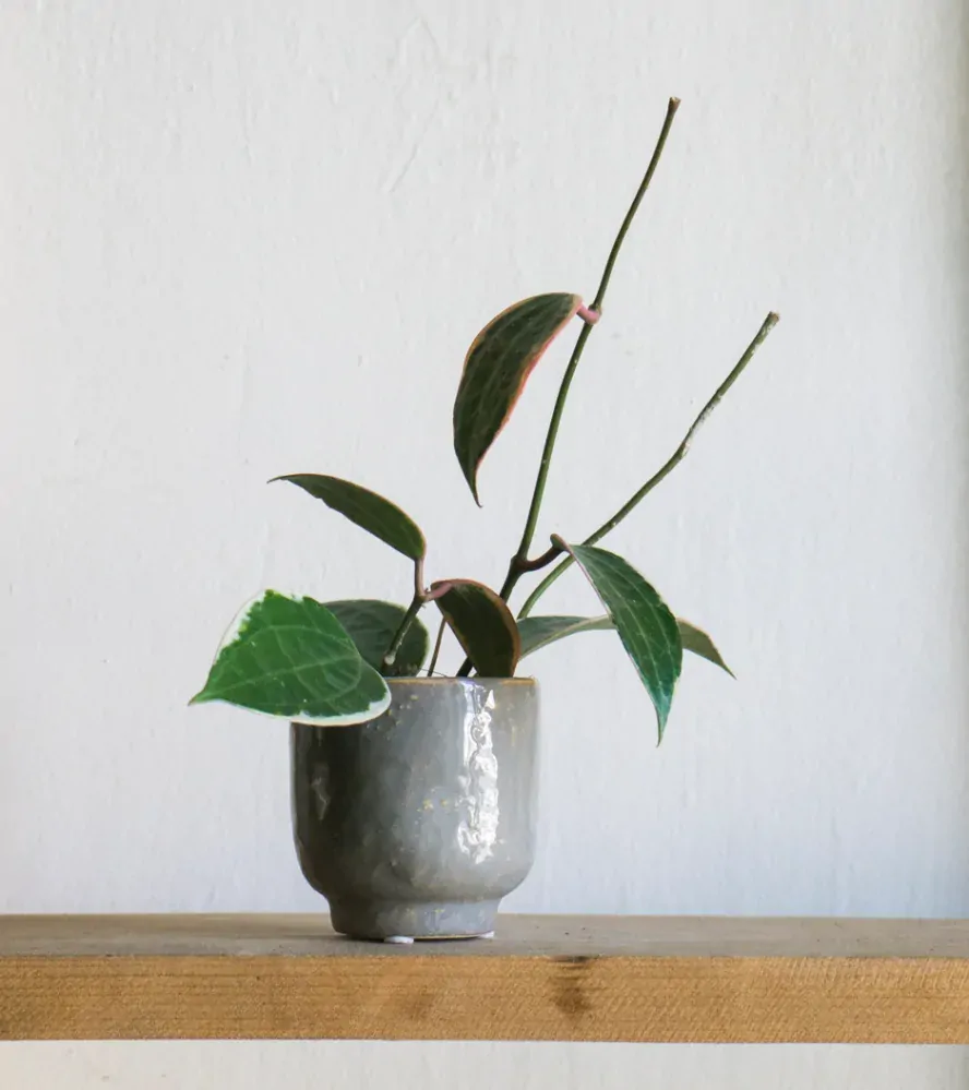 Hoya Macrophylla albomarginata variegata