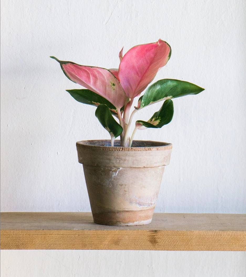 Aglaonema Cherry Baby