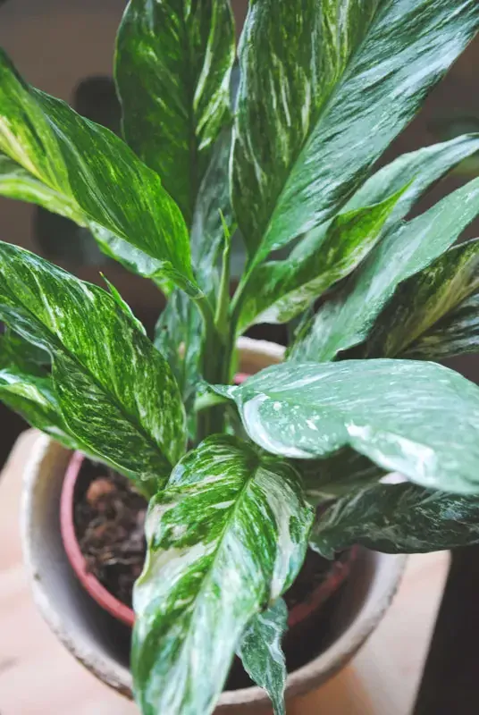 Spathiphyllum 'Domino' Variegata /Diamond