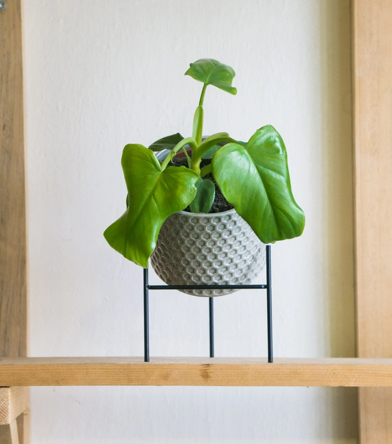 Philodendron Bipennifolium "Golden Violin"