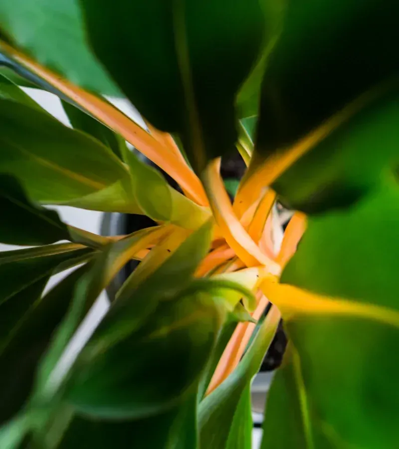 Chlorophytum orchidastrum Green Orange