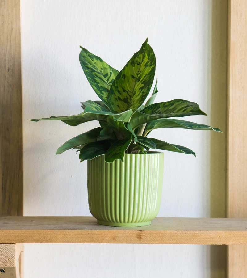 Homalomena Camouflage (Zachran ma)