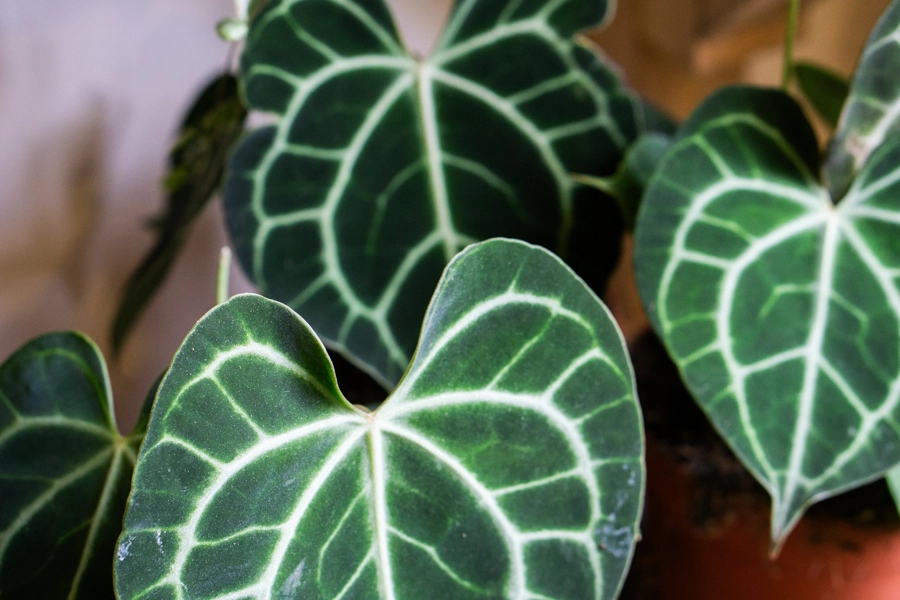 Anthurium Clarinervium (Zachran ma)