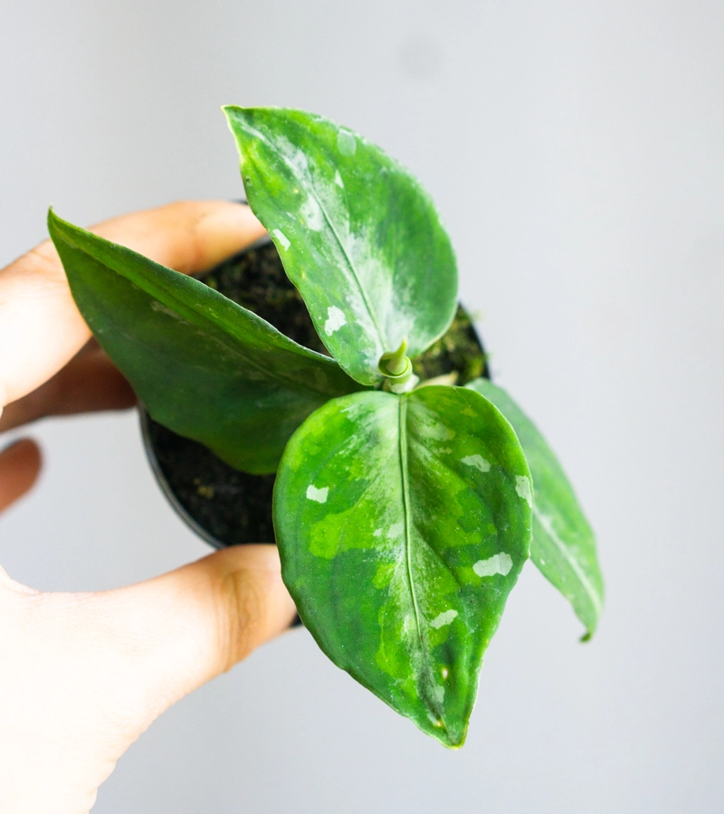 Baby Aglaonema Pictum Tricolor