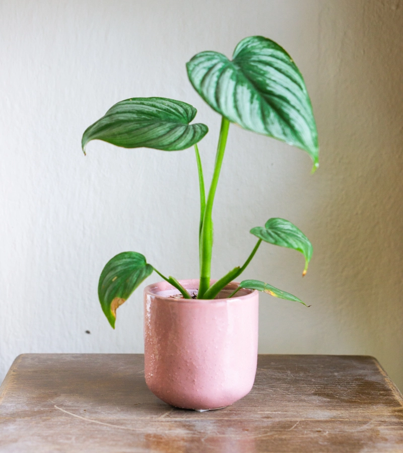 Keramicky kvetinac "Bubblegum"