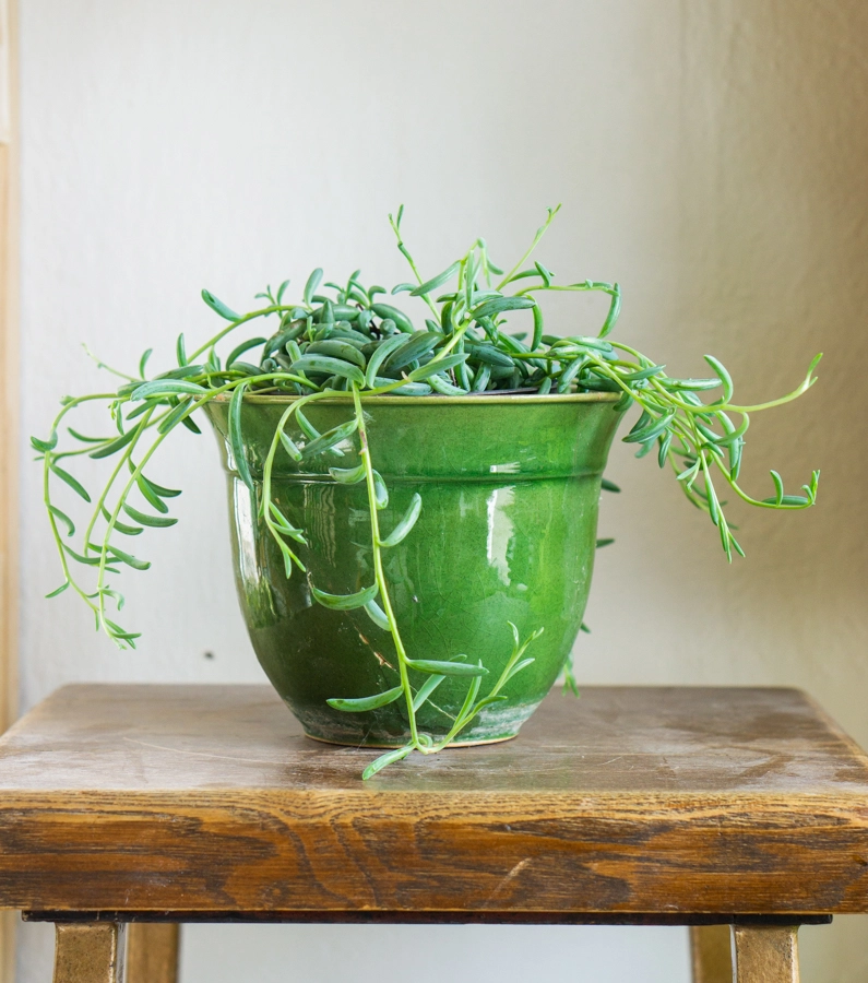 Senecio radicans - String of Bananas