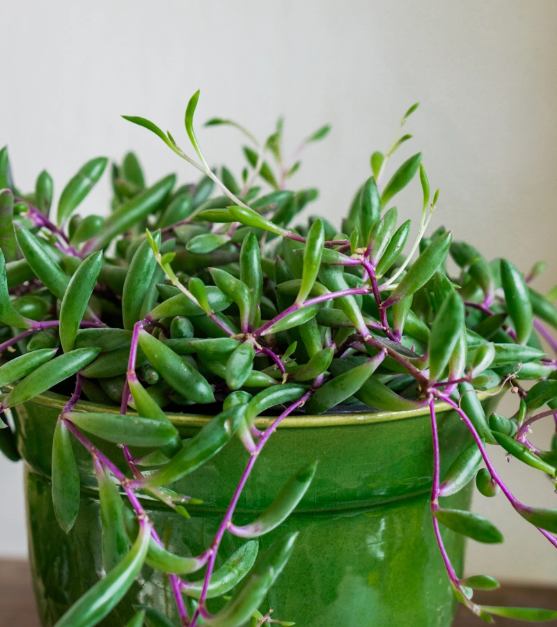 Senecio herreianus Purple Flush