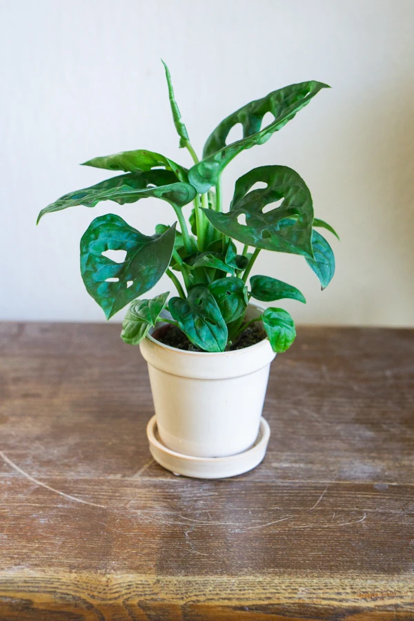 Keramicky kvetinac "Kytky"