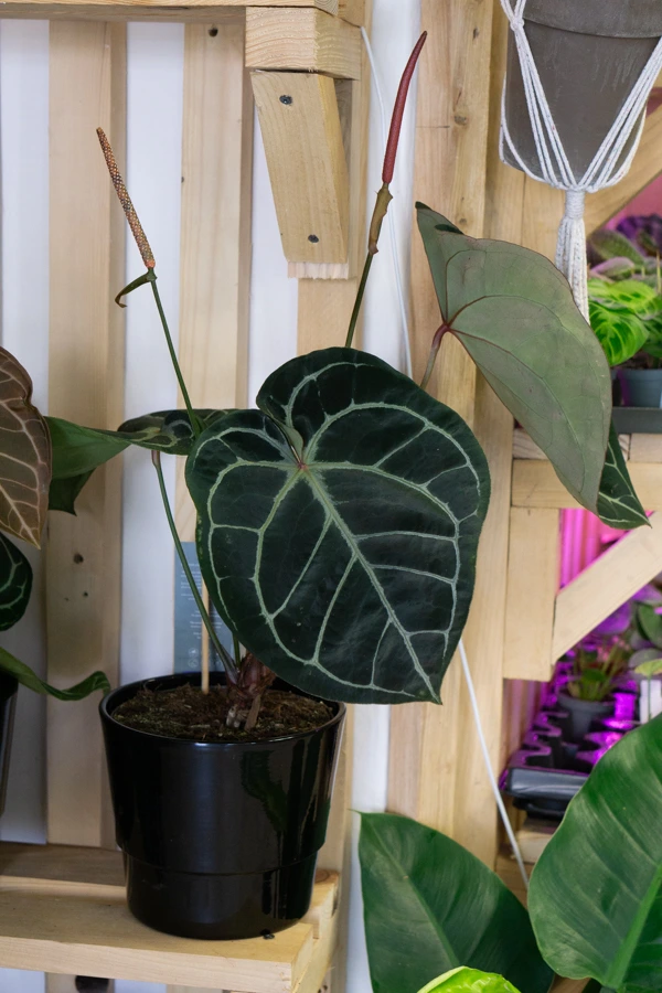 Anthurium Crystallinum Hybrid XL (bomby)