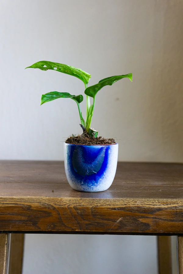 Baby Monstera adansonii Mint