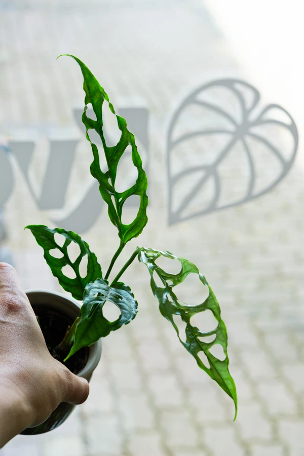 Baby Monstera obliqua Peru (SUPER CENA!)