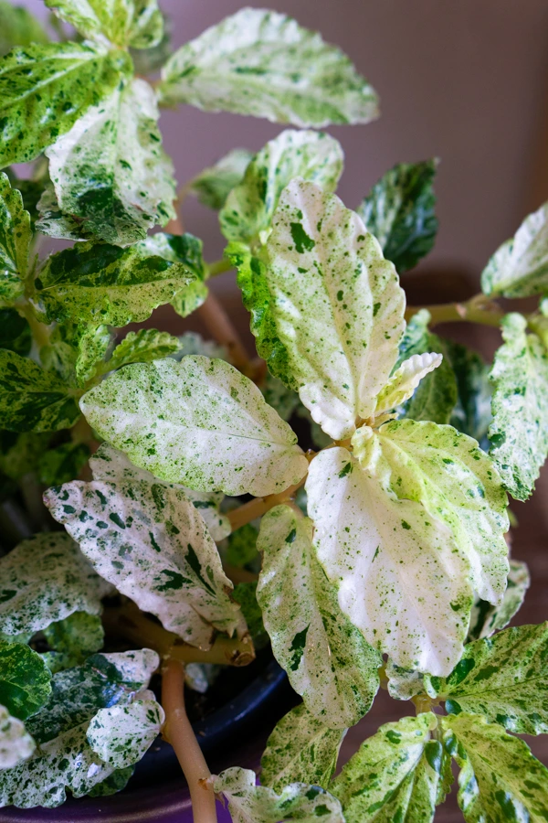 Pellionia repens variegata / Procris repens 