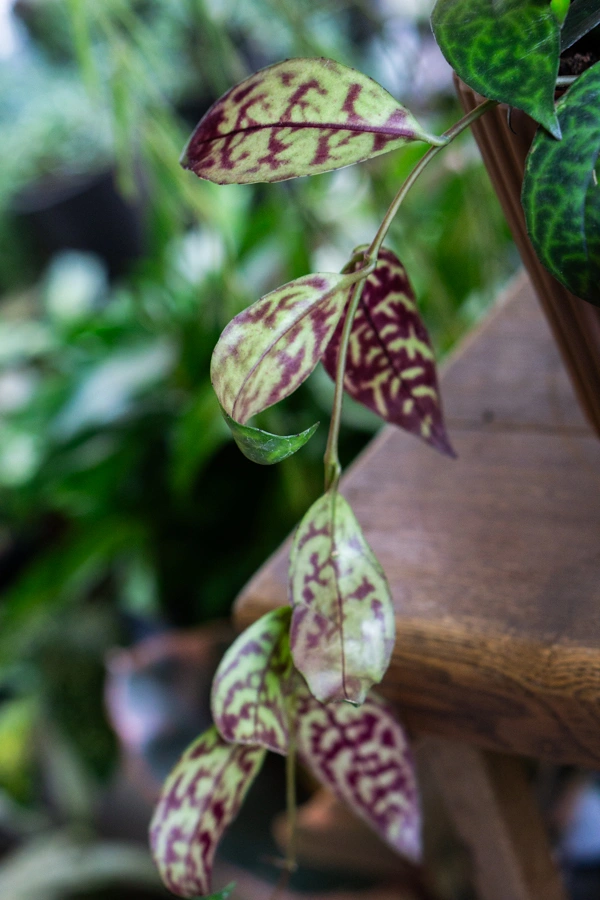 Aeschynanthus marmoratus