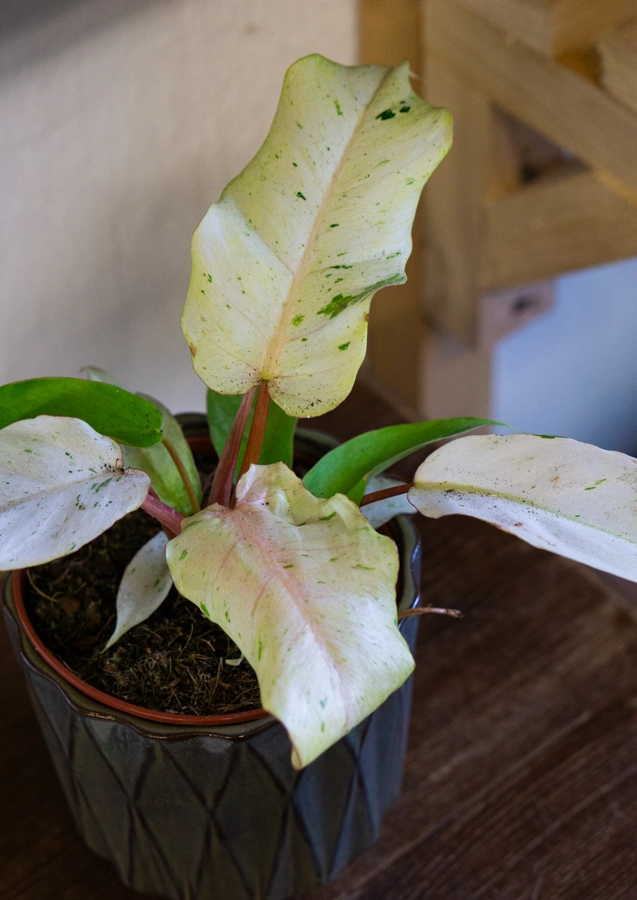 Baby Philodendron Snowdrift