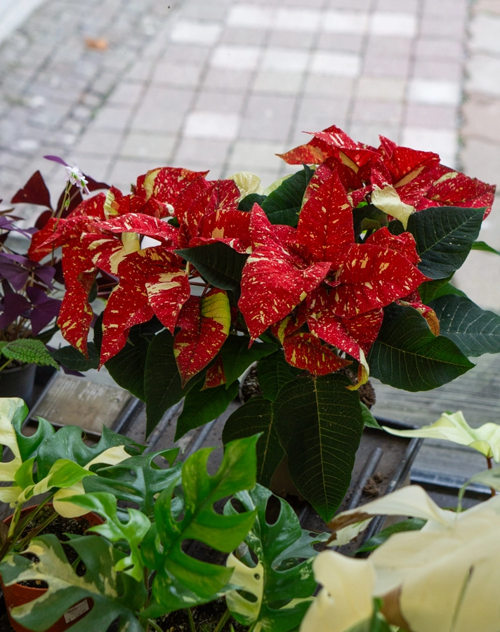 Vianocna ruza/ Poinsettia variegata