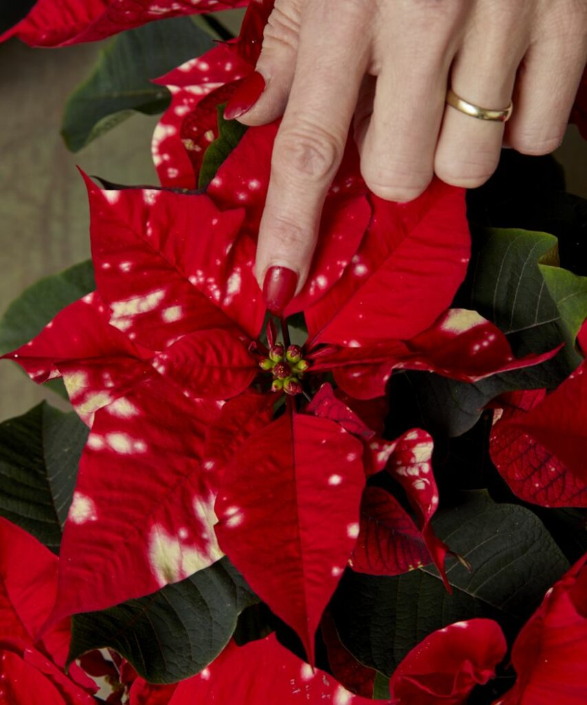 Vianocna ruza/ Poinsettia Sky Star