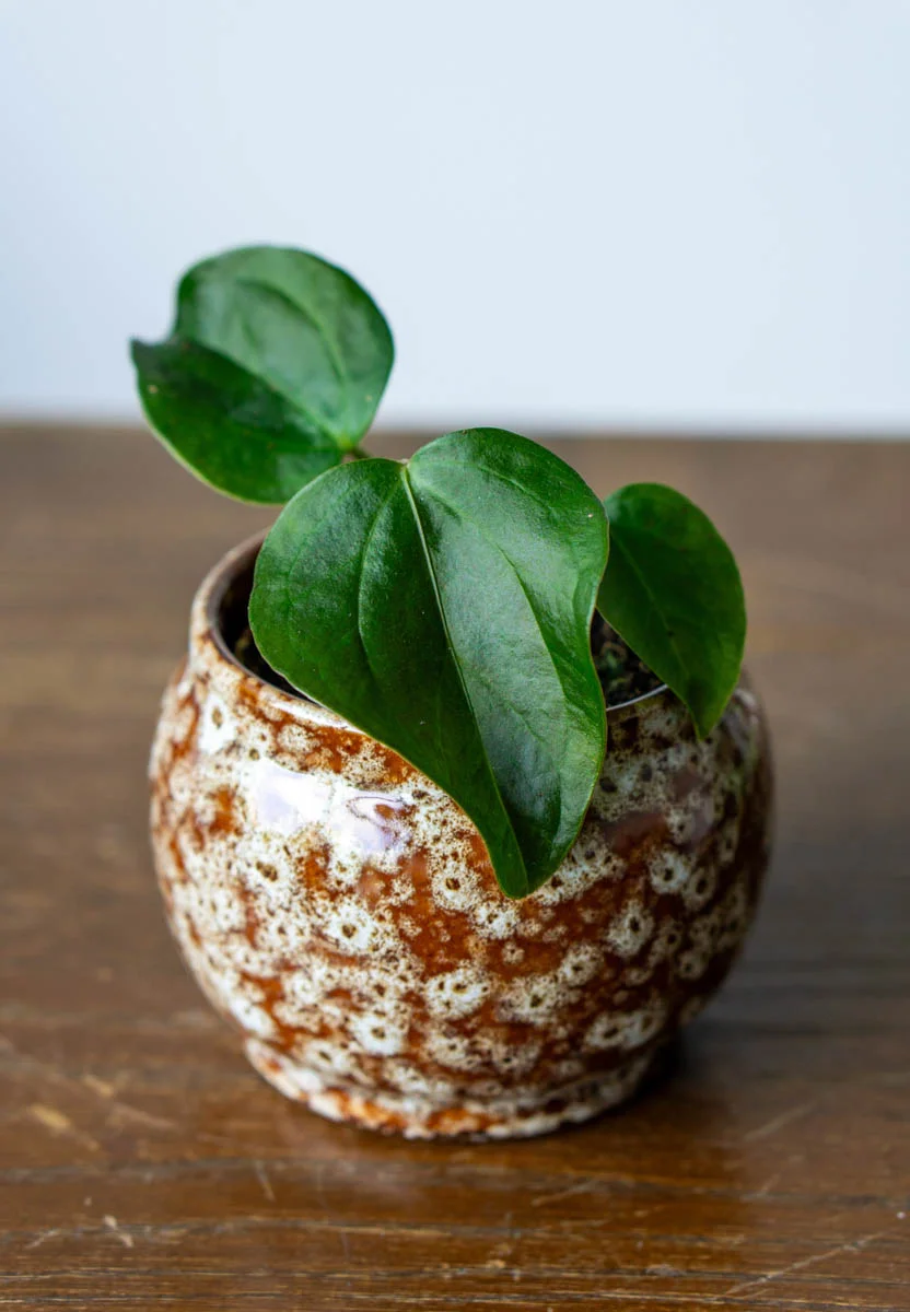 Baby Anthurium Queen of Hearts