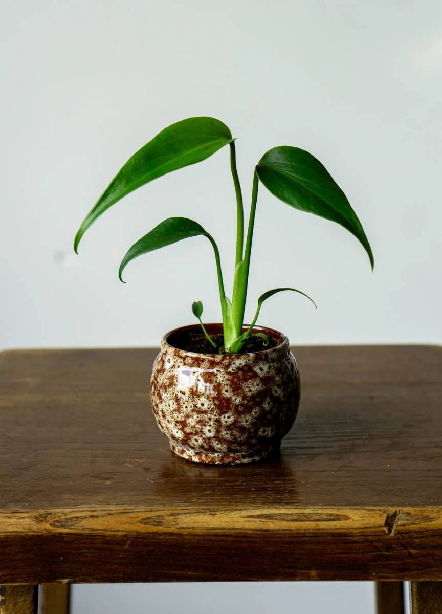 ?? Baby Monstera Burle marx flame ??