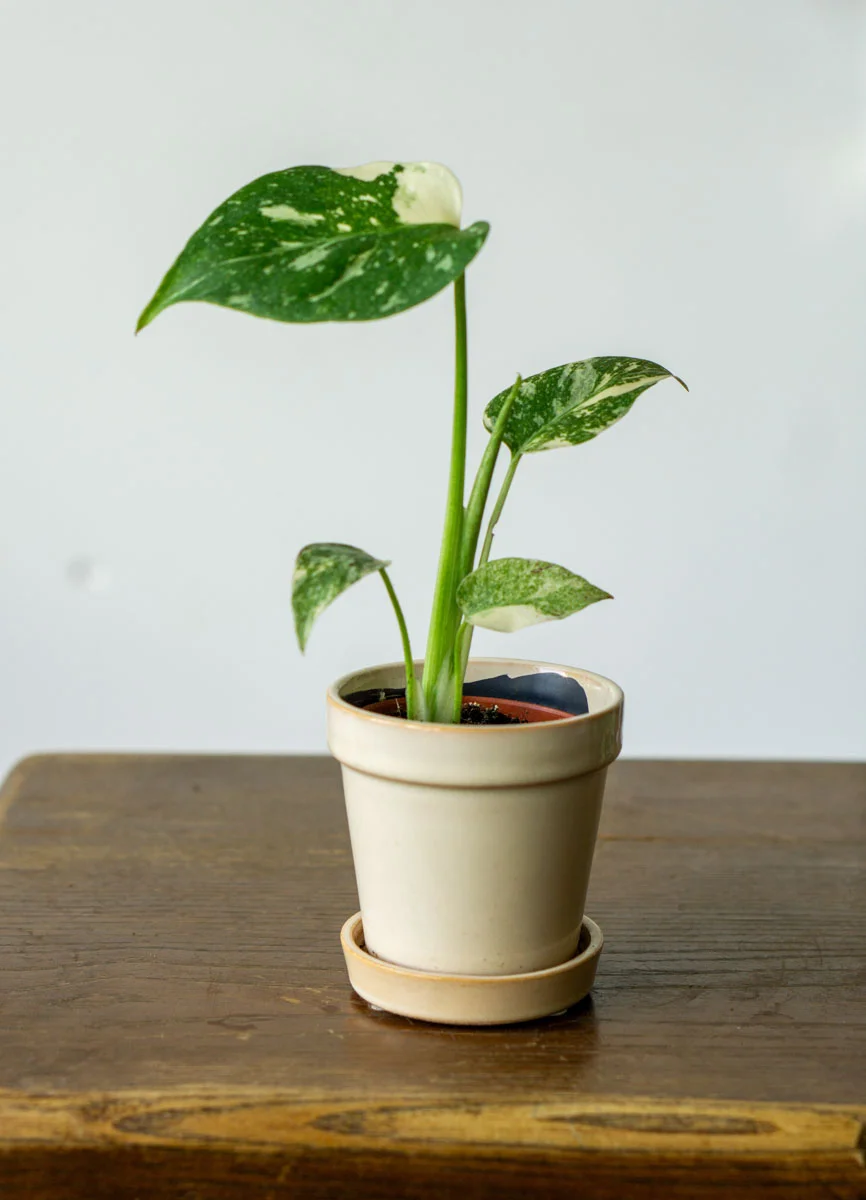 Baby Monstera Creme brulee