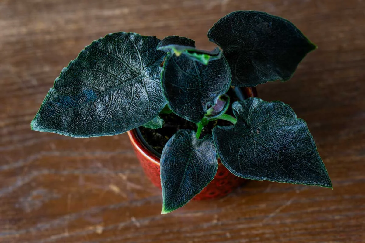 Baby Alocasia Antoro velvet