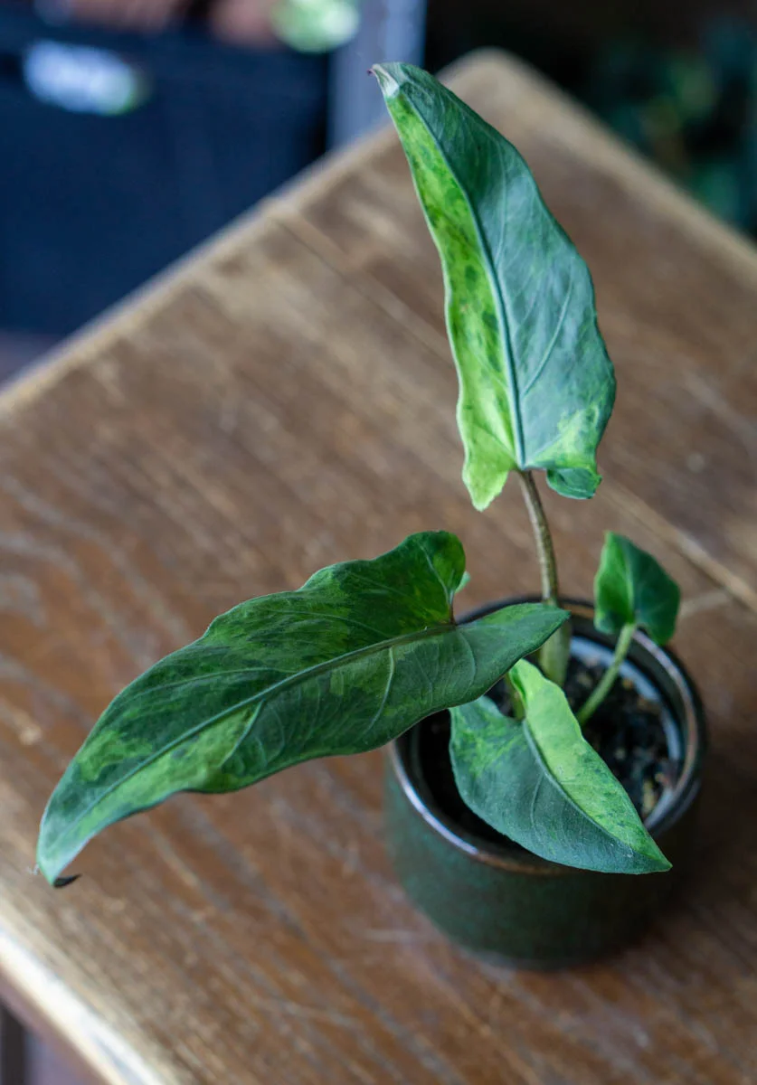 Baby Alocasia Lauterbachiana variegata (Zachran ma)