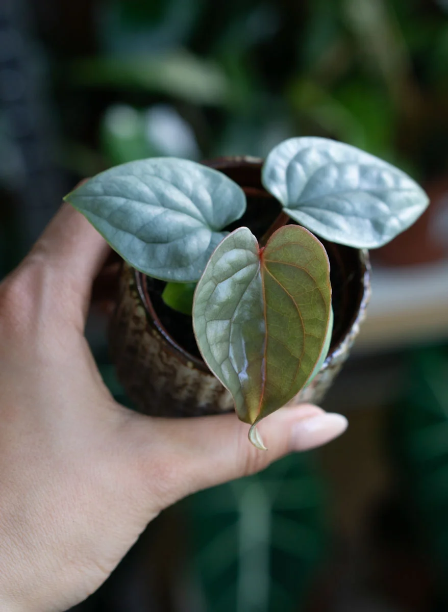 Baby Anthurium Luxurians platinum