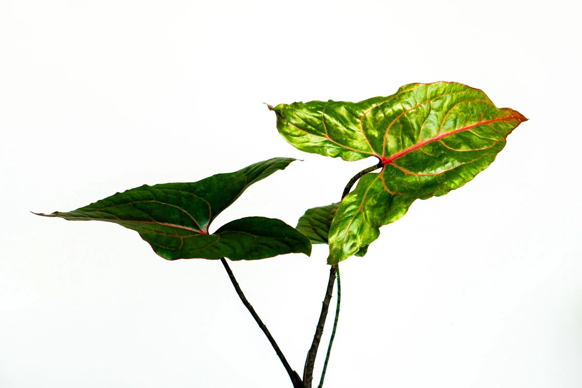 Alocasia Cyrtosperma Jhonstonii Black Jack (Zachran ma)