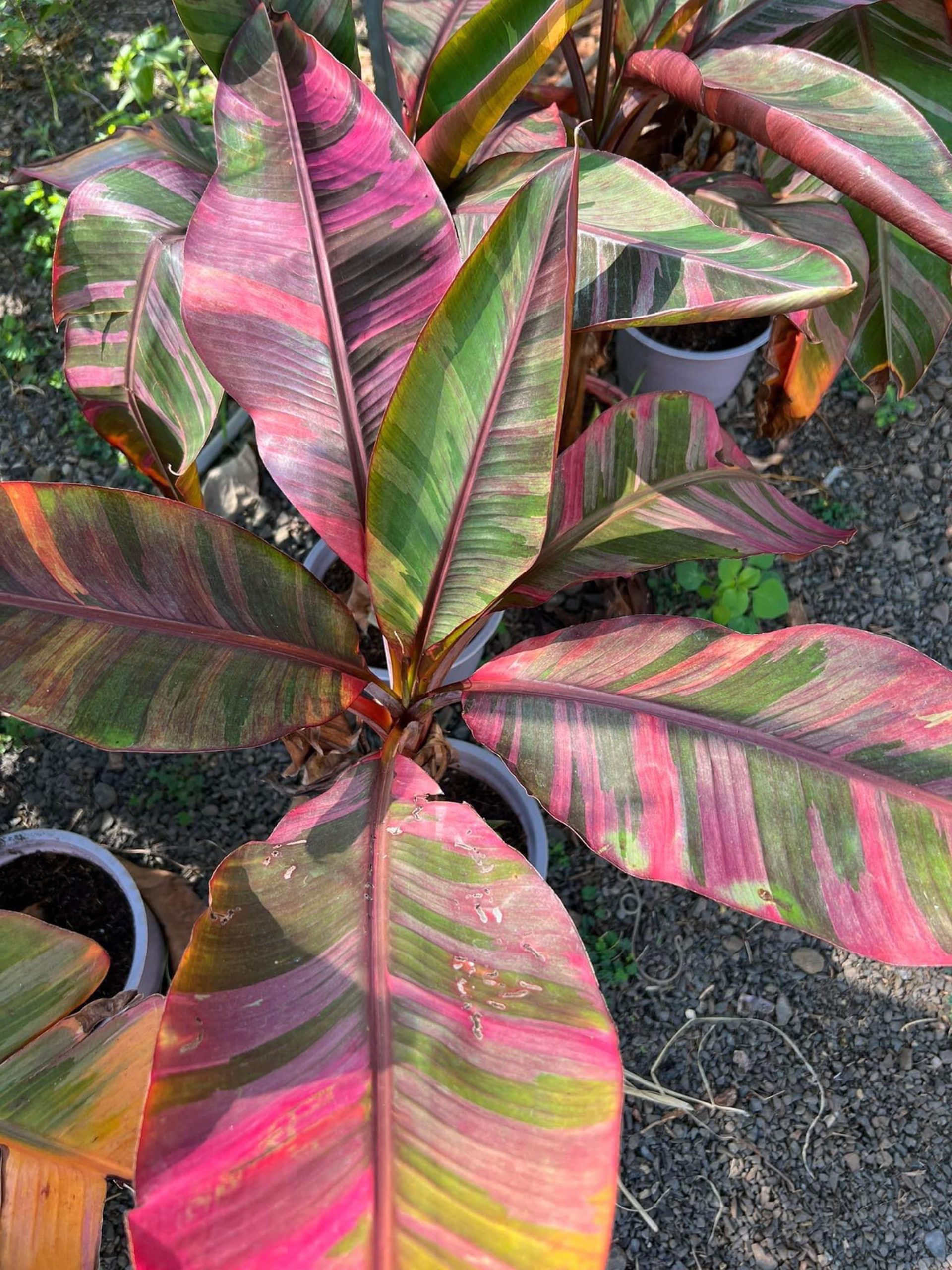 Musa Nono Pink Variegata - Ruzovy bananovnik