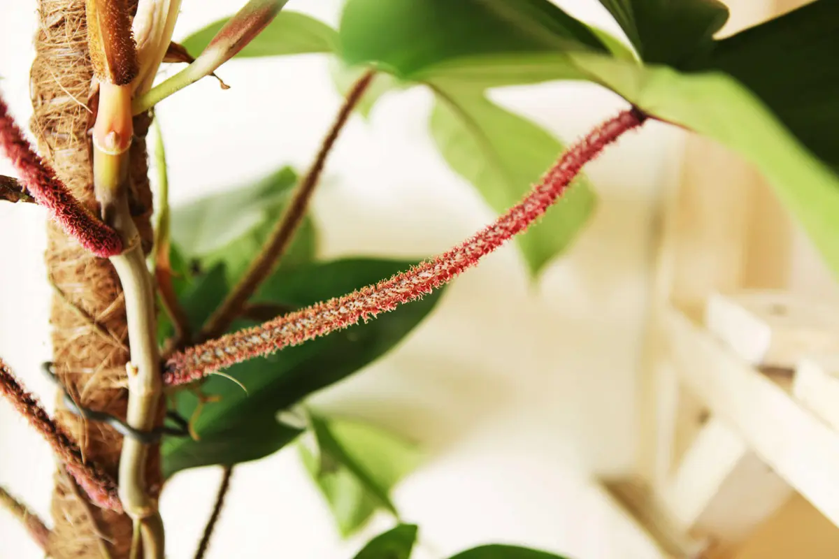 Philodendron Squamiferum