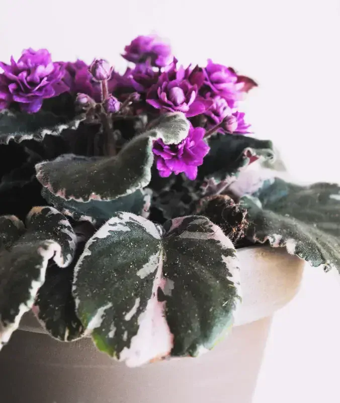 Saintpaulia Hovariagata variegata - exclusive / Panasovana africka fialka