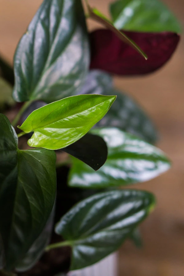 Syngonium Erythrophyllum Red Arrow