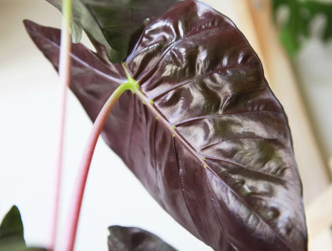 Alocasia Pink Dragon (zachran ma)