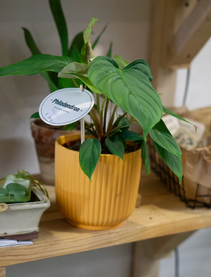 Philodendron Nangaritense "Fuzzy petiole" 