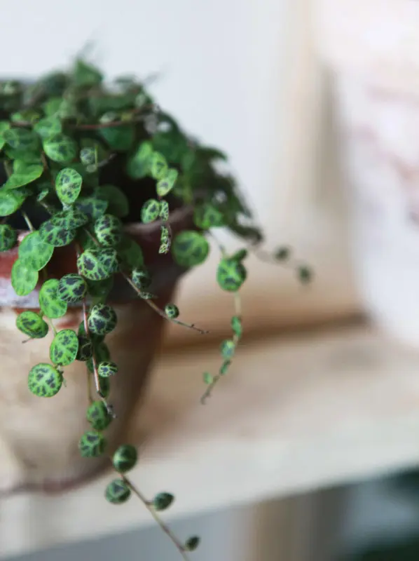 Peperomia Prostrata (Zachran ma)