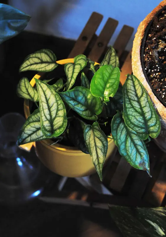 Monstera Siltepecana