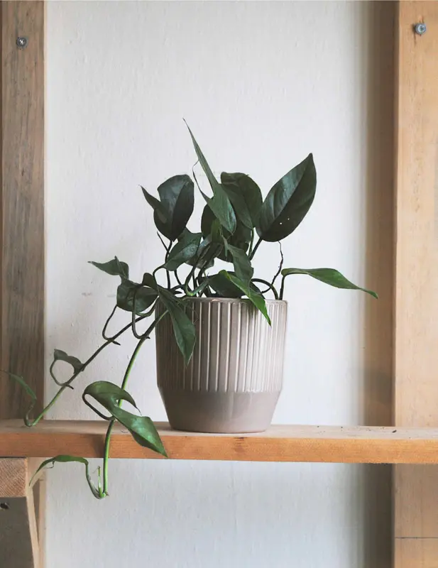 Epipremnum pinnatum "Blue form"