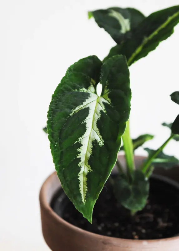 Syngonium Wendlandii