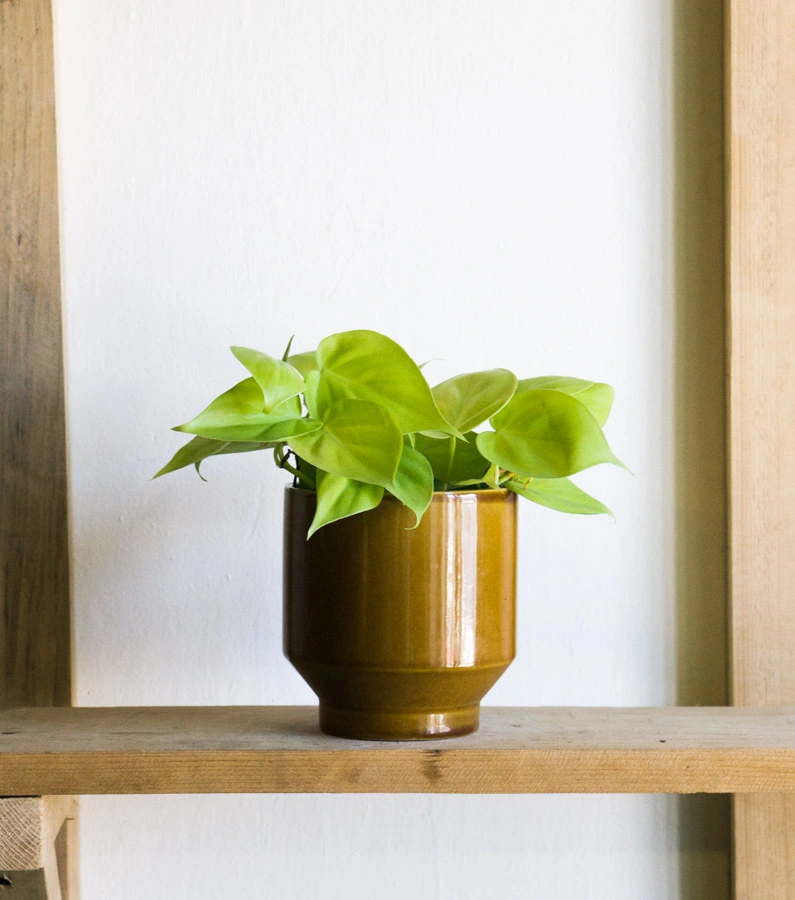 Baby Philodendron Micans Lemon lime